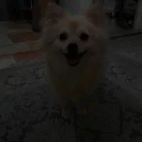 واگذاری پامرین عروسکی ۱ساله|سگ|ورامین, ورامین|دیوار