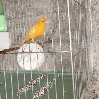 قناری رسمی پرتغالی