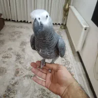 کاسکو دم قرمز 2 ساله پر حرف