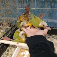 پرنده طوطی مینا قناری کاسکو|پرنده|گلبهار, شهر جدید گلبهار|دیوار