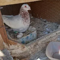 کفتر پرنده|پرنده|رباط‌کریم, نصیرشهر|دیوار