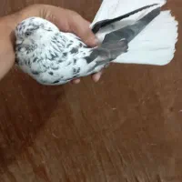 سوسکی تخت دمسفید