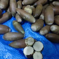 خوراک دام(بلوط سرحد)