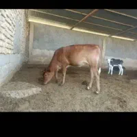 گاو گوساله|حیوانات مزرعه|شیراز, رحمت‌آباد|دیوار