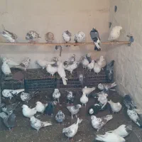 کفتر|پرنده|سلماس, |دیوار