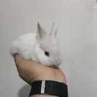 خرگوش لوپ