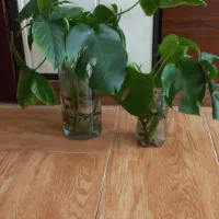 قلمه سینگونیوم وبرگ انجیری وگلدونها|گل و گیاه طبیعی|مشهد, چهارچشمه|دیوار