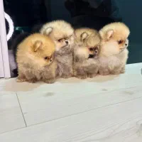 انوا.ع توله سگ های فانتزی|سگ|شیراز, پانصد دستگاه ارتش|دیوار