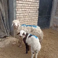 میش داشتی بره نر