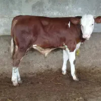 فروش عمده گوساله سمینتال اصل با مجوز