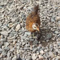 نیمچه مرغ وخروس