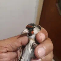 سره قناری نشون دارو عتیقه|پرنده|ری, ولی آباد|دیوار