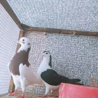 کبوتر