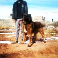 سگ سرابی