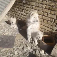 واگذاری سگ هاسکی|سگ|فلاورجان, |دیوار