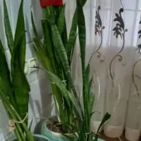 ۶ عدد گل سانسوریا و پتوس