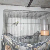 مرغ عشق رسمی قیمت ۶۰۰ تومن