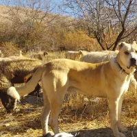 سگ‌گوسفندی