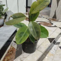 گوشی گ  ل|موبایل|سرپل ذهاب, |دیوار