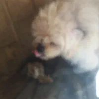 پیکینینزشیتزوی نر|سگ|مرزن‌آباد, |دیوار