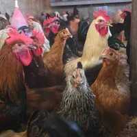 فروش مرغ و خروس جهادی