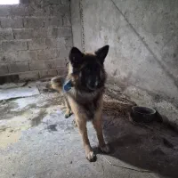 سگ ژرمن شپرد شولاین  مو بلند نر (فروش فوری)