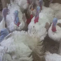 بوقلمون محلی ارگانیک و پرورشی پاک کردن رایگان|حیوانات مزرعه|کبودرآهنگ, |دیوار