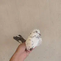 کفتر|پرنده|سمنان, |دیوار