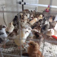 جوجه مرغ و خروس محلی رسمی گلپایگان تخم گذار|حیوانات مزرعه|تهران, مظاهری|دیوار