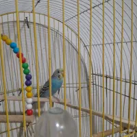 مرغ عشق|پرنده|گوراب زرمیخ, |دیوار