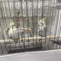 یه جفت عروس هلندی همراه با ۷ عدد تخم