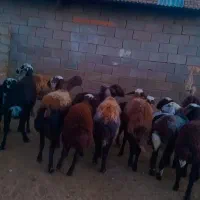 میش هشت تا بره دار و دوقلو|حیوانات مزرعه|فریمان, |دیوار