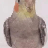 عروس هلندی گمشده