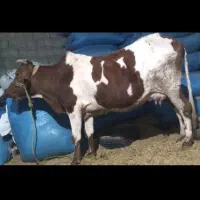 گاو با گوساله نر سیمنتال جنس اصل