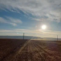 گندم برای دام