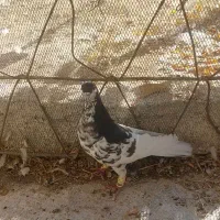 فروش کفتر|پرنده|سپیدان, |دیوار