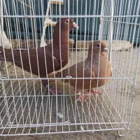 زرد سرخ کرمونی|پرنده|مشهد, شهید آوینی|دیوار