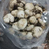 قارچ کیلو 100تومان|خوردنی و آشامیدنی|سبزوار, شرق کال جنوبی (شمس آبادی)|دیوار