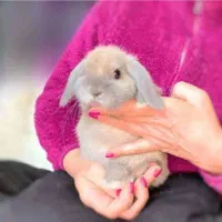 (خرگوش) مینی لوپ یکماه مینیاتوری(خرگوش)