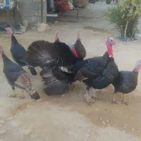 فروش بوقلمون غاز