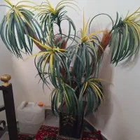 گل تزیینی درخت نخل|گل مصنوعی|تبریز, |دیوار