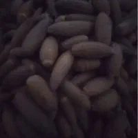 بلوط درجه یک