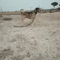 توله پژدر ۱۱مره شجره دار