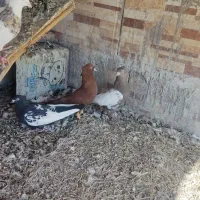 فروش کفتر بهبهانی نقش|پرنده|مرودشت, ثبت احوال|دیوار