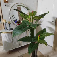 درختچه بابا آدم|گل مصنوعی|قزوین, |دیوار