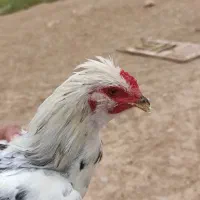مرغ وخروس گلین