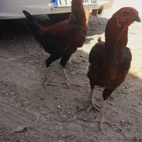 به عکس توجه کنید