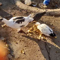 فروش دوعدد اردک یک عدد جوجه سلطان یک عدد غاز ماده|حیوانات مزرعه|یاسوج, |دیوار