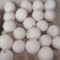 تخم نطفه دار قو غاز