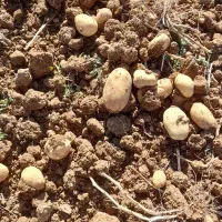 سیب جلی وبامبا|عمده‌فروشی|حسن آباد, |دیوار